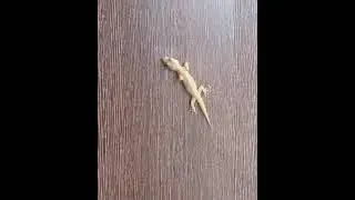 Lizard Walking slowly on door🦂🦂