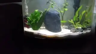 Betta flaring and ramshorn snail is alive
