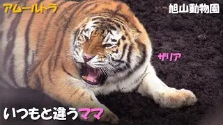 【アムールトラ】いつもと違うザリア - 旭山動物園（2021）Siberian Tiger 