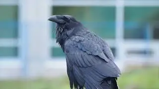 Raven Echo
