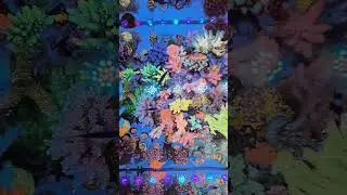 Red Sea 4 Part Complete Reef Care Result for Coral