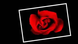 A Good Year for The Roses by Elvis Costello (1981)