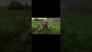 Splish splash, Devon is flooding but the dogs don't care!