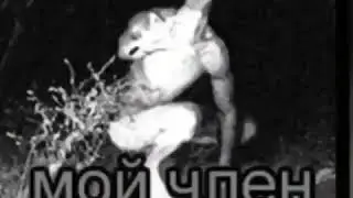 Apyr