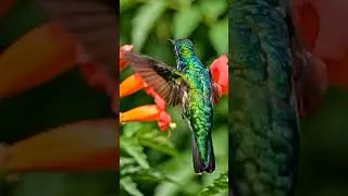 The Bird That Lives on the Edge of Energy