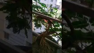 The Sleepy plant or Touch-Me-Not- reacts dramatically when touched or shaken
