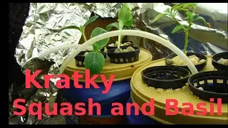 Kratky Squash and Basil