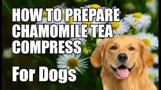 Chamomile Compress For Dogs