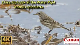 Close-Up Look at the Water Pipit (Anthus spinoletta) in Cyprus