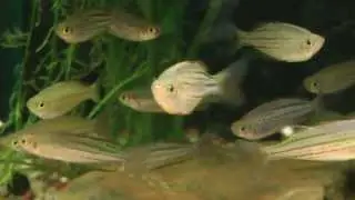 Melanotaenia maccullochi 