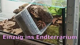 kurze Ank&uuml;ndigung + Rehousing Titan (Megaphobema robustum)