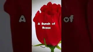 Happy Rose Day - February 7 - WhatsApp Romantic Video Status - Free Download