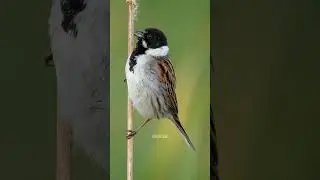 Bird Reed Bunting #Nature #Bird #wildlife #Reed #Bunting #beautiful #Songbird #VildKast HA72097