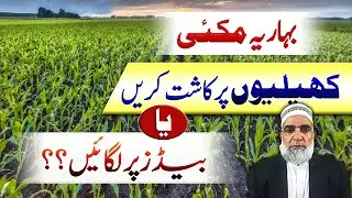 Best Sowing Method for Spring Maize in Pakistan || Crop Reformer