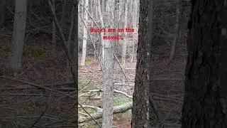 NY cold front!!! #hunting #wny #deer #deerhunting