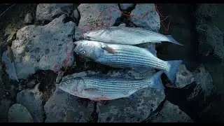 A Great Day to Fishing And Cooking Striped Bass at Quail Lake.