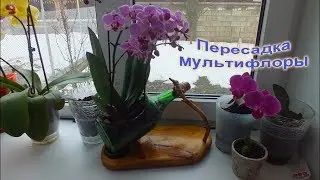 Пересадка мультифлоры в оригинальный горшок Плохие корни  original pot Bad roots