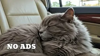 Enchanting Stress-Free Car Music for Cats - Kitty Joy 9 HOURS