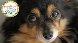 Guide: Caring for Blind Dogs and Ensuring Their Happiness