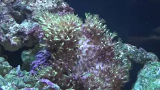 Metallic Green Star Polyps