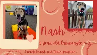 Best Dog Training in Chicago! 5 Year Old Lab/Beagle Mix, Nash!