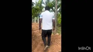 #Butter fruit farming Tumkur # Areca with butter fruit tree # Mahagani border# Koratagere # tumkur#