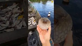 This will make you sad about Puffer Fish! #shorts