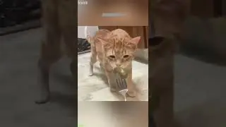Funny Cats 2025 😸 funny cats moments 🙀 # Episode 8727