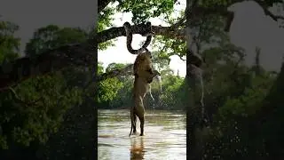 In the Amazon jungle, an anaconda and a lion came face to face.😱😲😱 #wildlife #anaconda #snakevideo