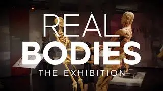 Real Bodies: The Exhibition