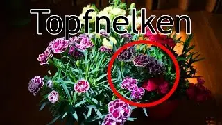 Die Topfnelke
