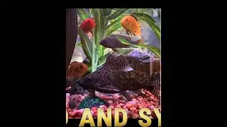 top 5 fish duos  #food #foryou #gouramis #freshwater #treding #guppy #fish #ranking