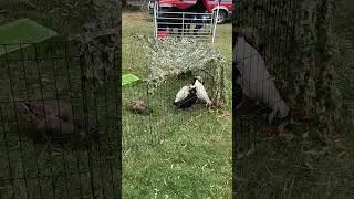 #duck #chicken #farm #morning #london #uk #shorts