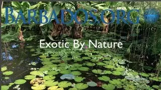 Barbados Holidays: Exotic By Nature & Distinctively Charmin