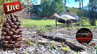Live Backyard Wildlife Visitors