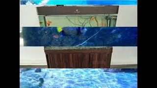 Catfish brood stock management