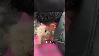 Some puppies blocked a car for their mom. The driver was amazed at the sight #animals #dog #cutedog