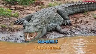 The strongest predators