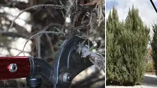 Pruning Evergreen Trees - Spring Cleanup