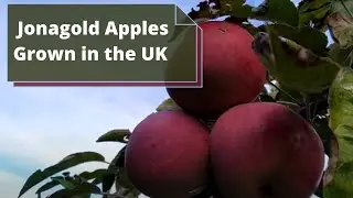 Jonagold Apples (Malus Domestica) - UK - Delicious Apples