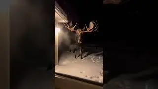 There&rsquo;s a Moose Standing Outside My House&hellip; and It Won&rsquo;t Move.