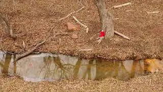 Elmo vs Tannerite