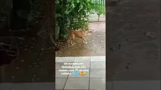 #fernandopolis #cachorrosdivertidos #dogshorts #dogvideos