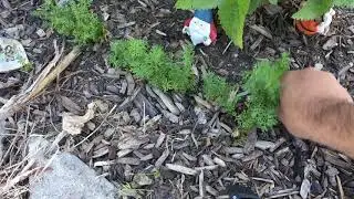 Even Carrot Root Growth