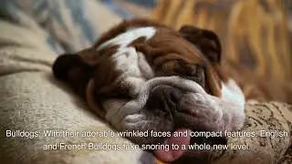 7 Most Adorably Snoring Dog Breeds