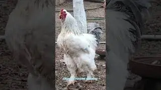 The biggest rooster breed #brahma crowing in the morning