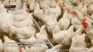 Thickened leakage dung board chicken duck sheep plastic slat floor for farm equipment floor board