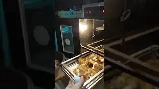 egg screening until hatching and vaccination with b1b1