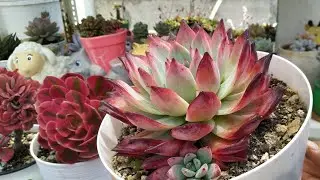 NUEVO Mis Suculentas de Color Rosa 🤍 Parte 1