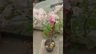 Maharani Bougainville🧡🤍#bougainville #virashorts #dreamlover #baganbilas #gardening #বাগানবিলাস